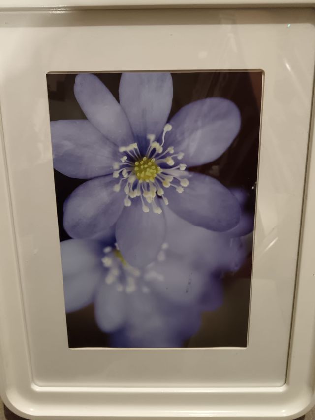 Cuadro Flores Lila IKEA