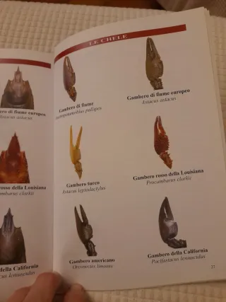 Guida al riconoscimento dei gamberi di acqua dolce