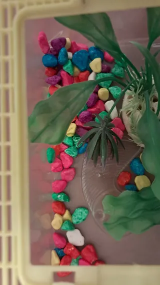 Pecera pequeña con decoración