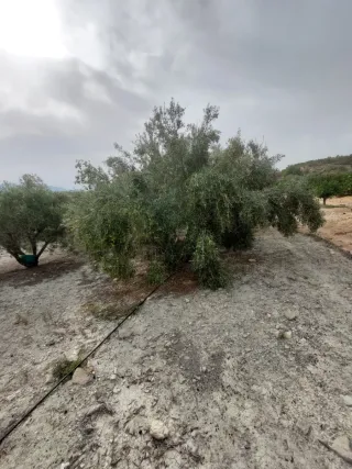 Finca en venta en la Jaira a 2km de Abanilla.