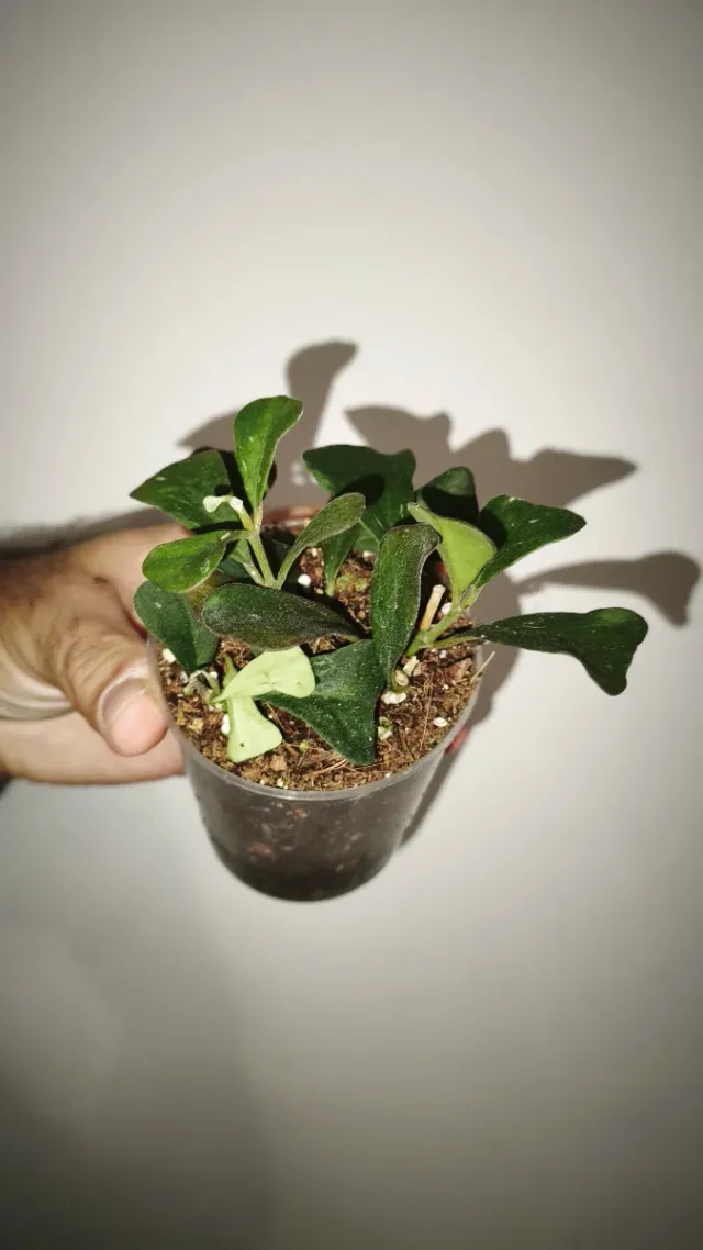 Hoya Manipurenzis fiore di cera