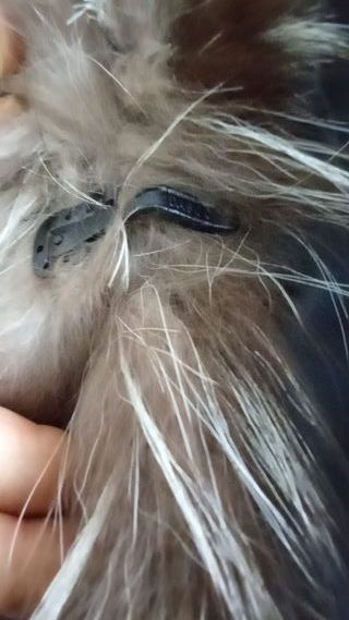 Chaquetón 3/4 zorro plateado mujer