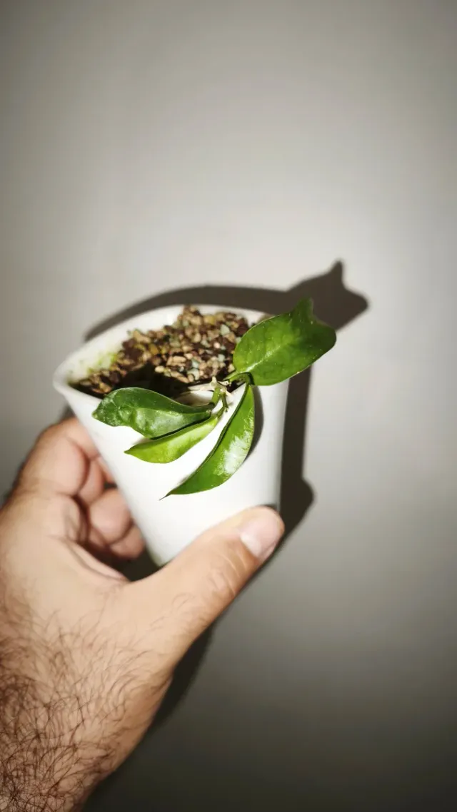 Hoya Kota Kinabalu fiore di cera