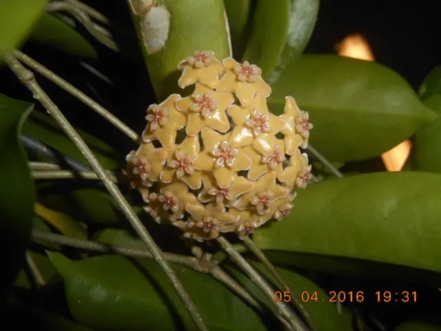 Hoya Kota Kinabalu fiore di cera