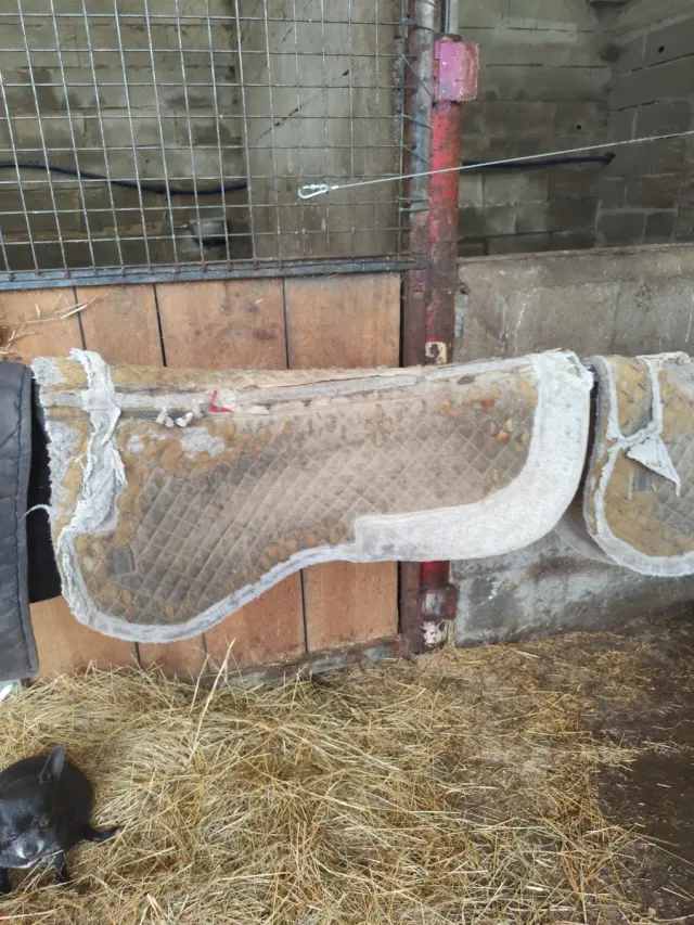 Salva cruces para caballo