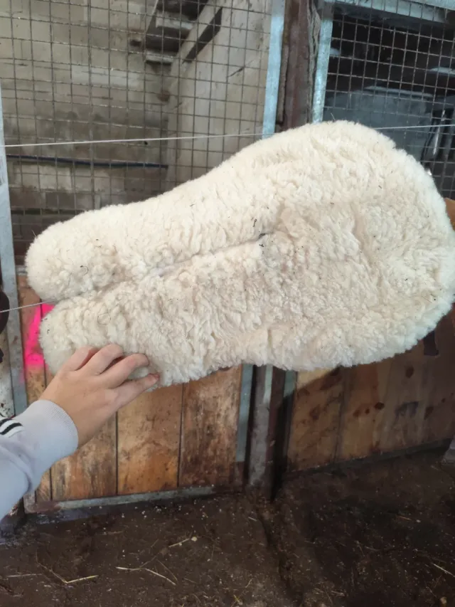 Salva cruces para caballo de lana