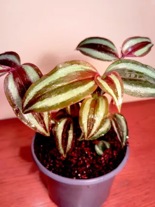 Planta.Tradescantia Zebrina.