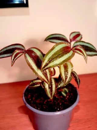 Planta.Tradescantia Zebrina.