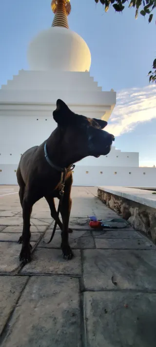 Cuidadora y paseadora animal (Gatos, Perros, etc.)