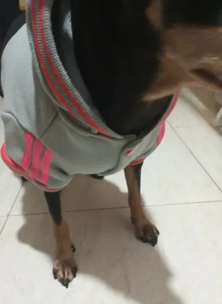 Chaqueta para perro Babydog talla XL