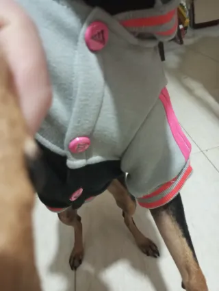 Chaqueta para perro Babydog talla XL