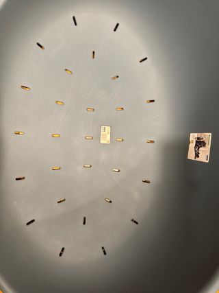 Base XL per cani o animali domestici, marca Savic