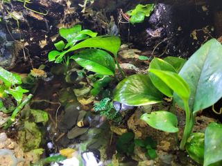 Terrario Exo Terra 60x45x45