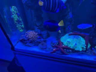 Pez Pomacanthus Chrysuris L