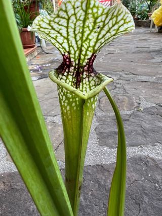 Pianta carnivora Sarracenia