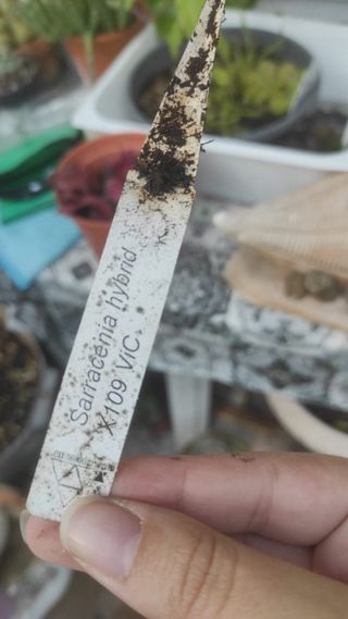 Pianta carnivora Sarracenia