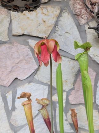 Pianta carnivora Sarracenia