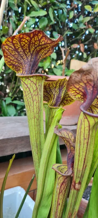 Piante carnivore Sarracenia