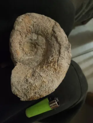 Amonite de buen tamaño