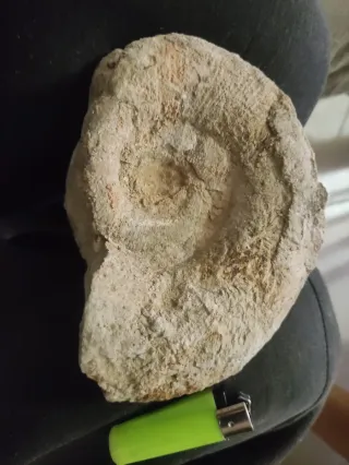 Amonite de buen tamaño