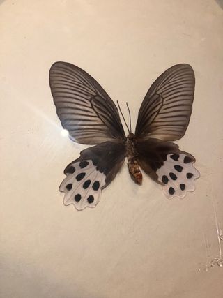 Cuadro antiguo Mariposa Disecada Octogonal