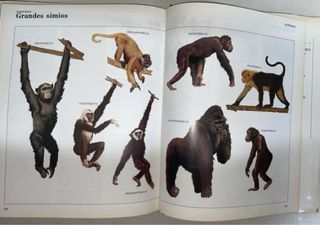 Enciclopedia Dinosaurios y Animales Prehistóricos