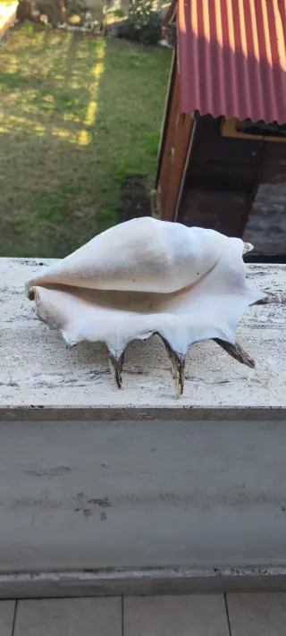 Conchiglia gigante decorativa