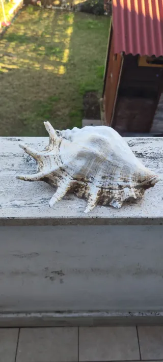 Conchiglia gigante decorativa