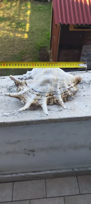 Conchiglia gigante decorativa