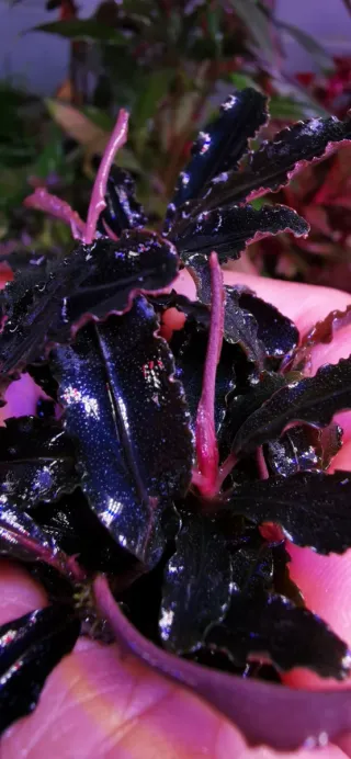 ENVIOS GRATIS Buce kedagang planta para acuarios