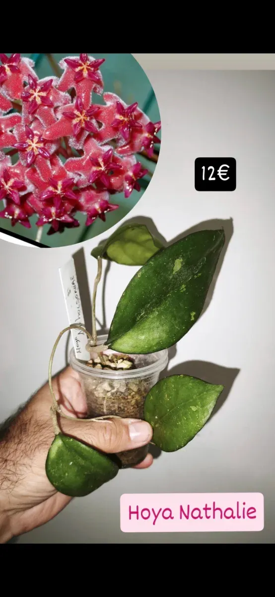 Hoya Nathalie pianta con fiori di cera
