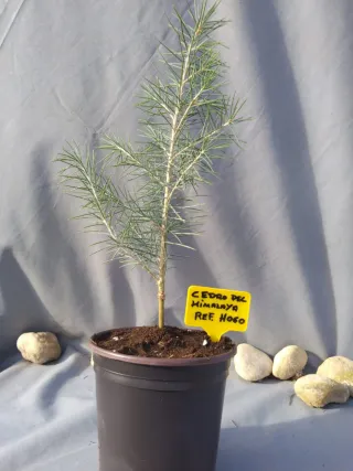 Cedro del Himalaya en maceta