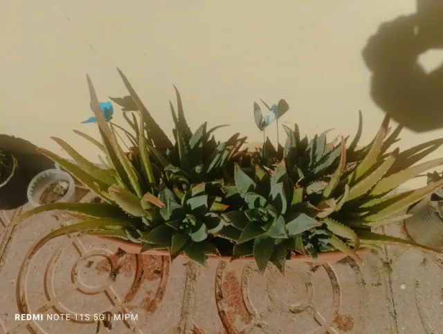 Maceta rectangular 2 Aloe Vera 50cm