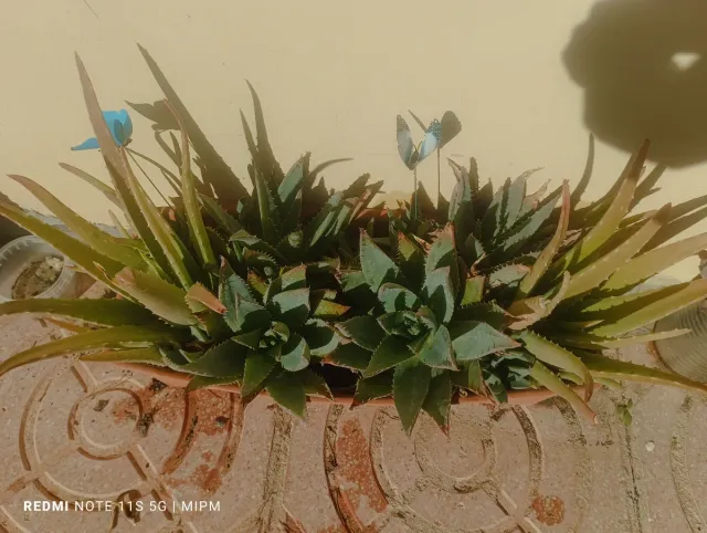 Maceta rectangular 2 Aloe Vera 50cm