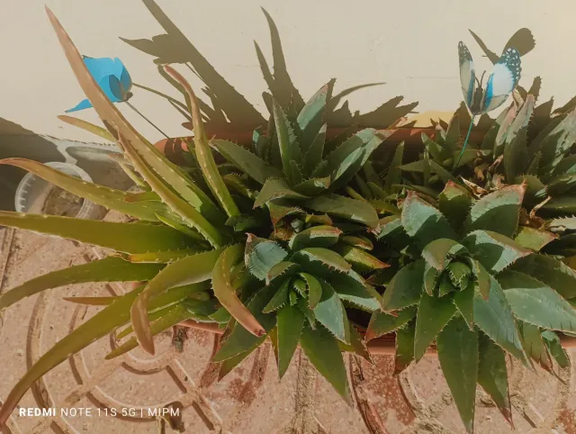 Maceta rectangular 2 Aloe Vera 50cm