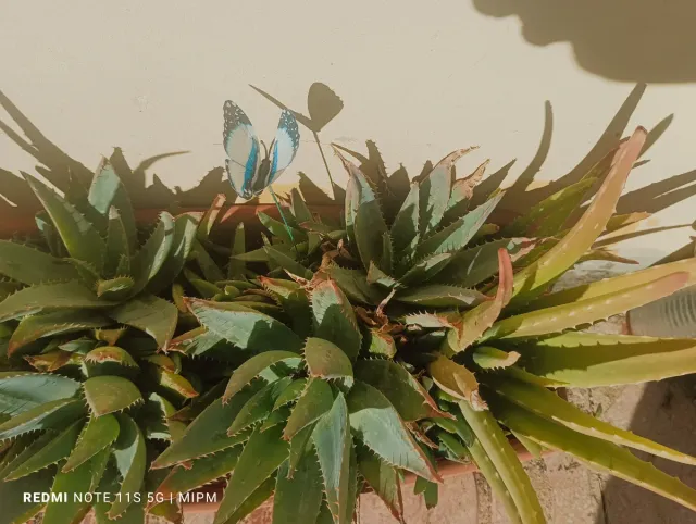 Maceta rectangular 2 Aloe Vera 50cm