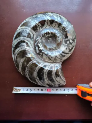 Fósil de Amonite