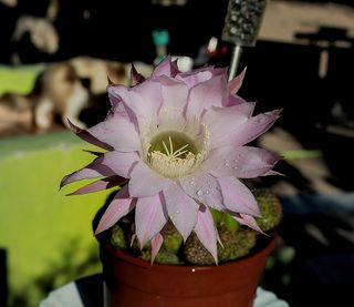 Canon EOS 5D Mark III Cámara profesional