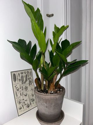 Cámara Digital Sony Cyber-shot 3x Zoom