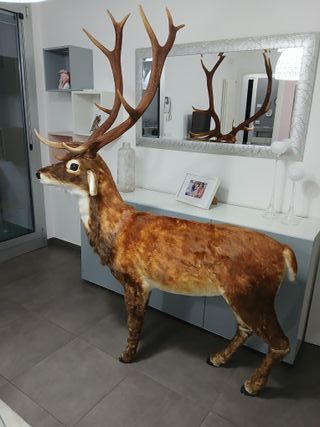 Statua Cervo Renna Decorativa Grandezza Naturale