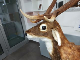 Statua Cervo Renna Decorativa Grandezza Naturale