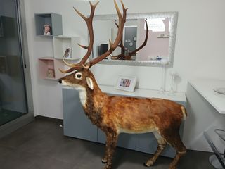 Statua Cervo Renna Decorativa Grandezza Naturale
