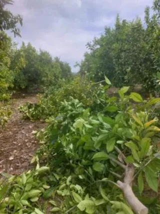 Servicios Agrícolas: Poda - Tratamientos - Tractor