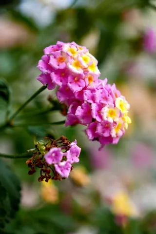 Sony ZV-E10 + Objetivo + Accesorios