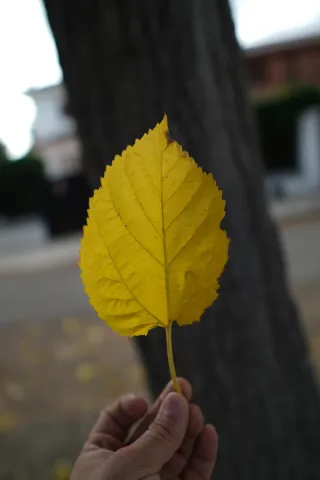 Sony ZV-E10 + Objetivo + Accesorios