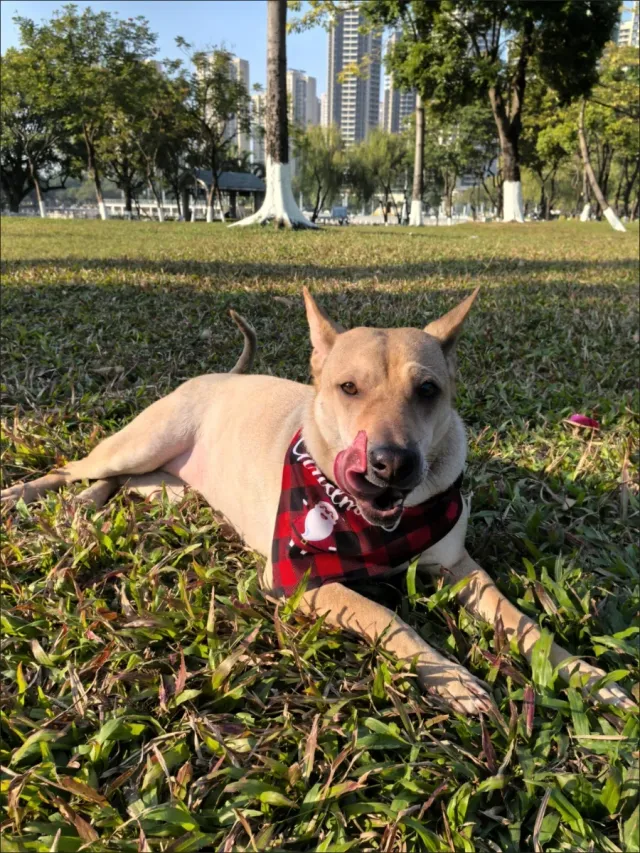 Bufanda Navideña para Mascotas