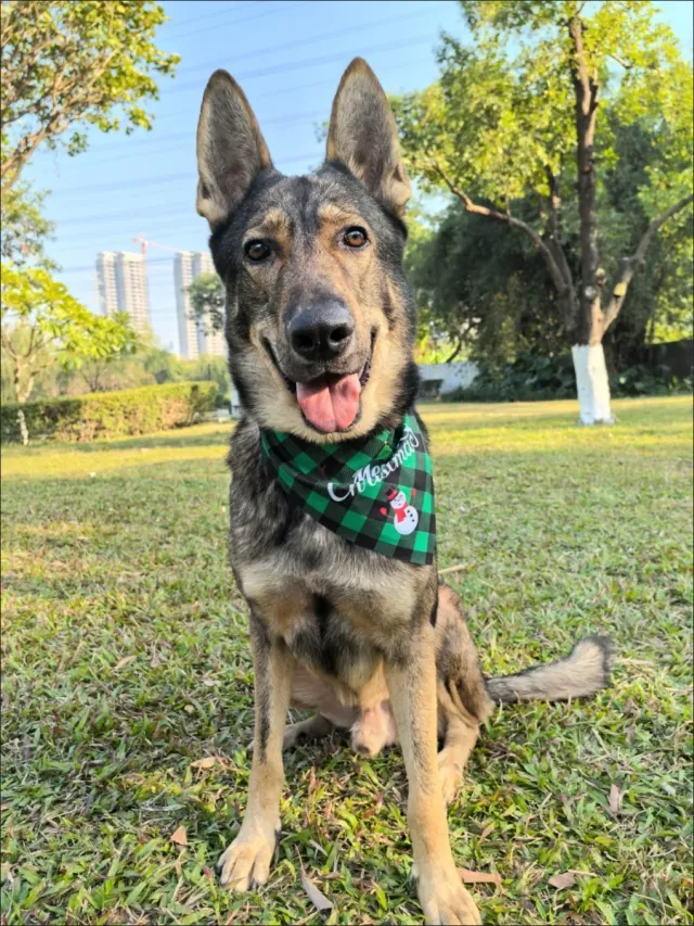 Bufanda Navideña para Mascotas