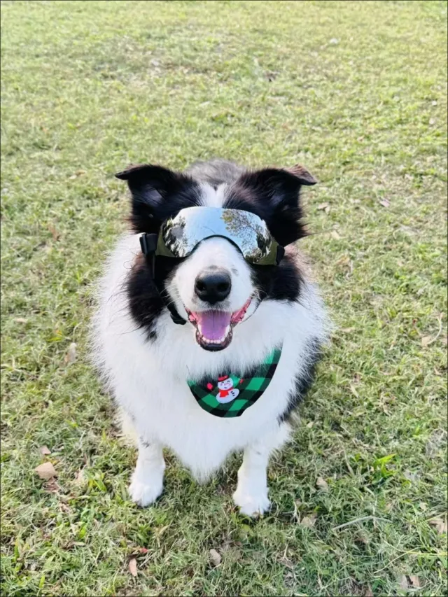 Bufanda Navideña para Mascotas