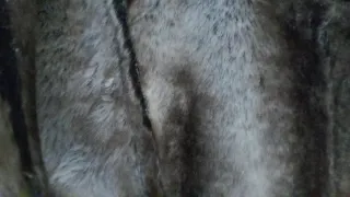 Cappotto Muflone Armani Jeans Beige