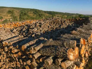 Leña de calidad al mejor precio